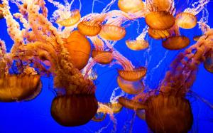 Jellyfish  High Resolution Stock Images wallpaper thumb