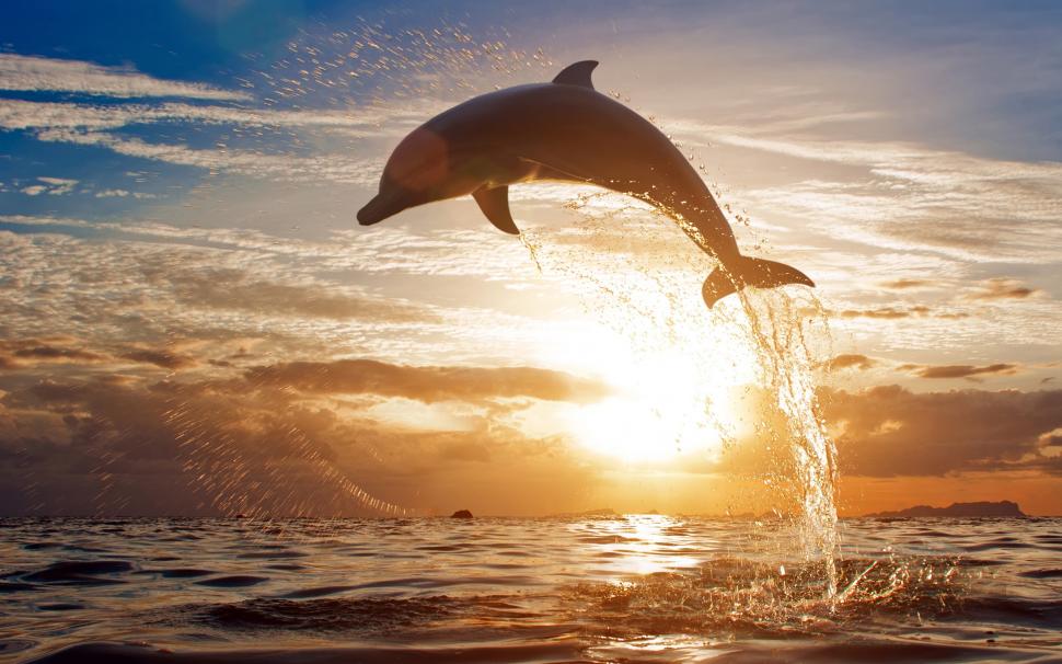 Splashing sea waves of dolphins jumping in the sunset wallpaper,Splashing HD wallpaper,Sea HD wallpaper,Waves HD wallpaper,Dolphins HD wallpaper,Jumping HD wallpaper,Sunset HD wallpaper,2560x1600 wallpaper