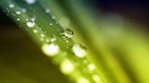 Water Drops Macro Leaf Green HD wallpaper thumb