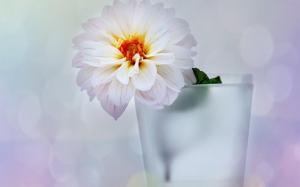 Vase Flower Dahlia White wallpaper thumb