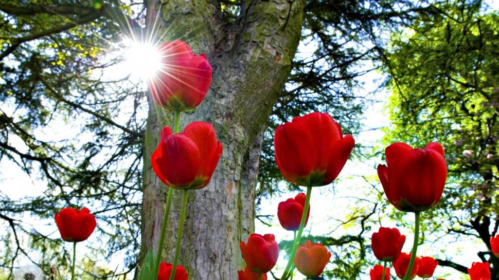 Red Tulips In The Sun wallpaper,nature HD wallpaper,tulips HD wallpaper,flowers HD wallpaper,trees HD wallpaper,rise HD wallpaper,daylight HD wallpaper,nature & landscapes HD wallpaper,1920x1080 wallpaper