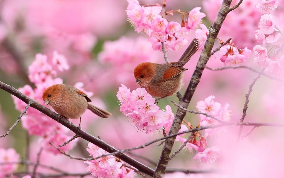 Two birds, branches, pink flowers, spring wallpaper,Two HD wallpaper,Birds HD wallpaper,Branches HD wallpaper,Pink HD wallpaper,Flowers HD wallpaper,Spring HD wallpaper,1920x1200 wallpaper