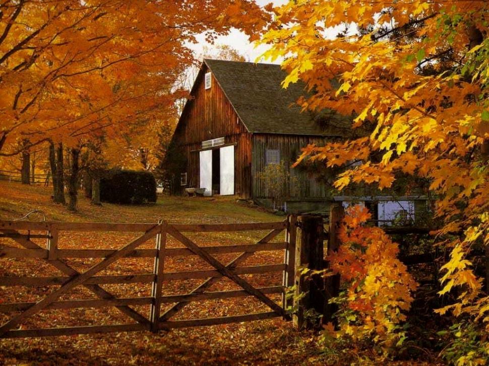 Golden halo autumn barn fall fence GOLD leaves HD wallpaper,nature wallpaper,leaves wallpaper,autumn wallpaper,fence wallpaper,fall wallpaper,gold wallpaper,barn wallpaper,1024x768 wallpaper