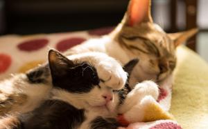 Kittens sleeping wallpaper thumb