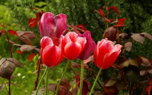 Tulips For Dear Jasenka wallpaper thumb