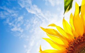 Sunflower, blue sky wallpaper thumb