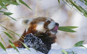 Red panda, firefox, eating bamboo, snow, winter wallpaper thumb