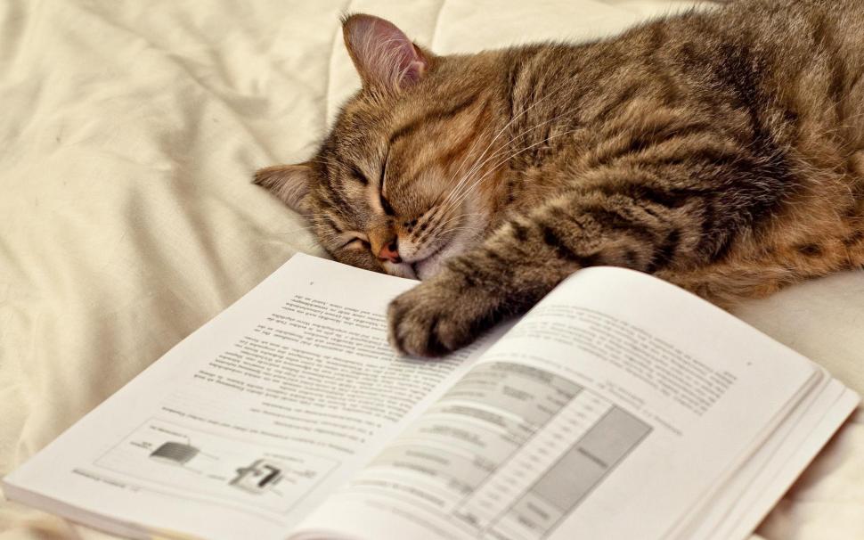 Cat sleeping on the book wallpaper,animals HD wallpaper,1920x1200 HD wallpaper,book HD wallpaper,1920x1200 wallpaper