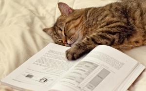 Cat sleeping on the book wallpaper thumb