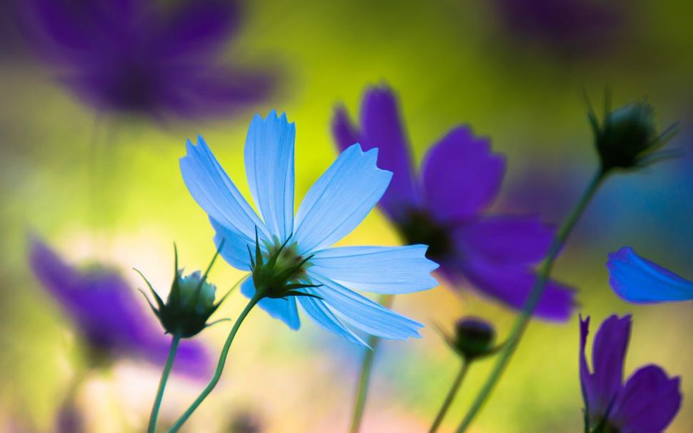 Blue flower petals close-up wallpaper,Blue HD wallpaper,Flower HD wallpaper,Petals HD wallpaper,2560x1600 wallpaper