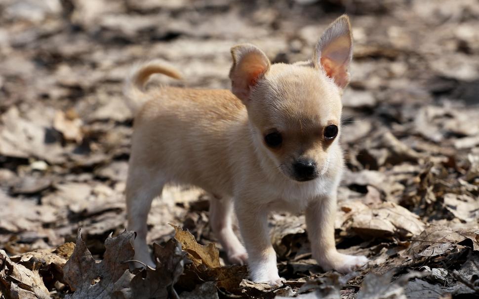 Cute dog, puppy, leaves wallpaper,Cute HD wallpaper,Dog HD wallpaper,Puppy HD wallpaper,Leaves HD wallpaper,2560x1600 wallpaper