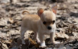 Cute dog, puppy, leaves wallpaper thumb