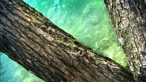 Tree Tree Trunk Ocean Lake HD wallpaper thumb