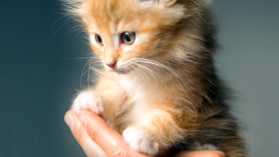 Hand Holding a Cute Kitten wallpaper,Cat HD wallpaper,3840x2160 wallpaper
