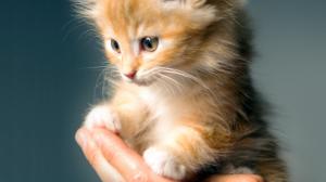 Hand Holding a Cute Kitten wallpaper thumb