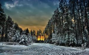 Canada, Ontario, winter, snow, footprints, trees, sunset wallpaper thumb