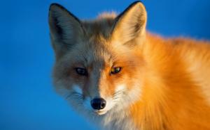 Red fox, portrait, eyes, blue background wallpaper thumb