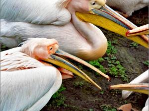 beak beaks Pelicans HD wallpaper thumb