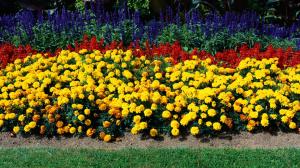 multi colored beauty beautiful bold bright floral HD wallpaper thumb