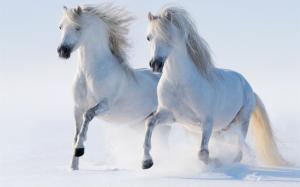 Two white horses, winter, snow wallpaper thumb