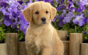 Animals, Dog, Golden Retriever, Cute, Purple Flowers, Photography wallpaper thumb