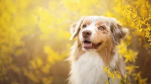 Dog, yellow flowers, spring wallpaper thumb