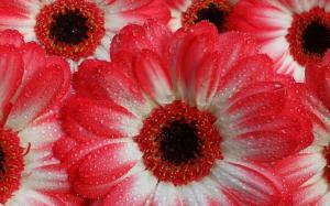 Gerberas macro photography, water droplets, white red petals wallpaper thumb