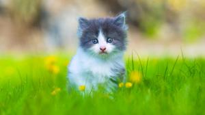 Cute kitten in grass wallpaper thumb