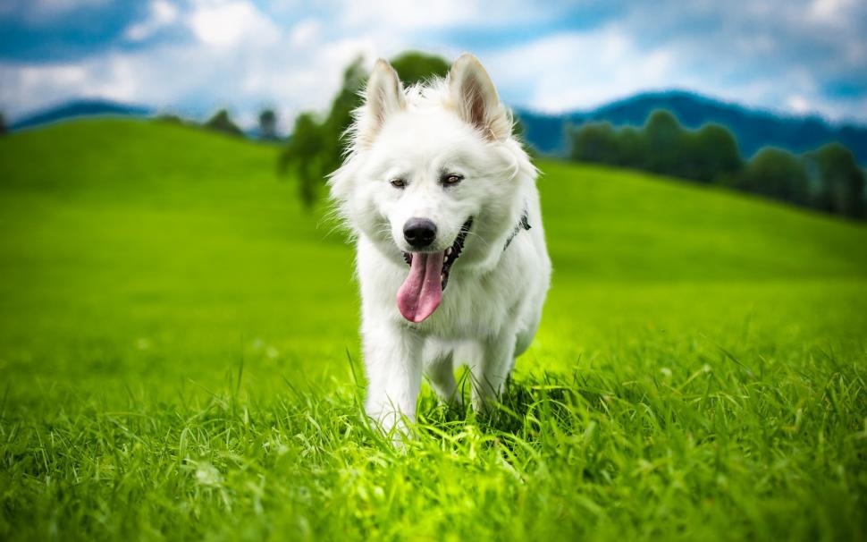 White dog, summer, grass wallpaper,White HD wallpaper,Dog HD wallpaper,Summer HD wallpaper,Grass HD wallpaper,1920x1200 wallpaper