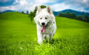 White dog, summer, grass wallpaper thumb