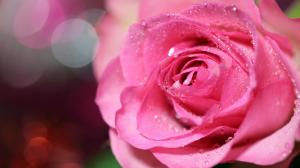 Pink roses, drops, HD wallpaper thumb