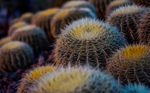 Cactus wallpaper thumb