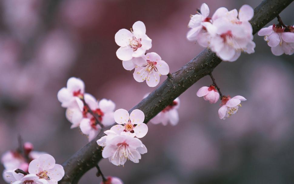 A tree branch cherry flowers blooming wallpaper,Tree HD wallpaper,Branch HD wallpaper,Cherry HD wallpaper,Flowers HD wallpaper,Blooming HD wallpaper,1920x1200 wallpaper