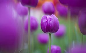 Purple Tulips wallpaper thumb