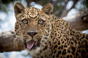 Funny leopard wallpaper thumb