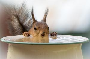 Drinking Water squirrel wallpaper thumb