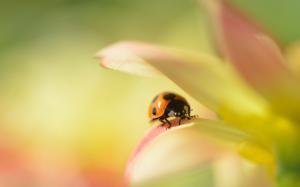 Flower macro, dahlia, ladybug, blur background wallpaper thumb
