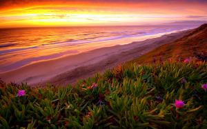 Beach Ocean Sunset Plant HD wallpaper thumb