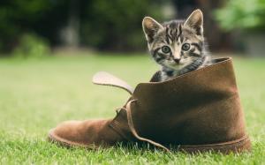 Cute kitten, shoes, green grass wallpaper thumb