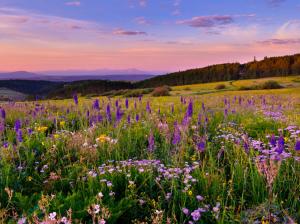 White River Plateau, Colorado, flowers, meadow wallpaper thumb