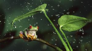 Rainy night frog wallpaper thumb