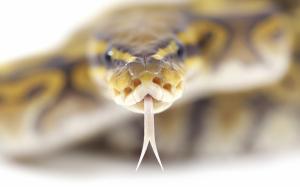 Snake's head close-up wallpaper thumb