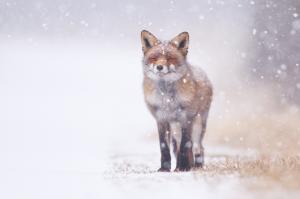 Fox in snow wallpaper thumb