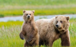 Alaska, two bears, grass wallpaper thumb