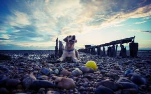 Happy dog on the beach wallpaper thumb