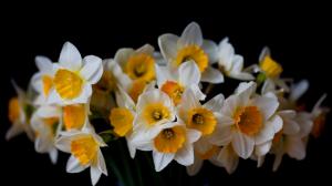 Daffodils, flowers close-up, black background wallpaper thumb
