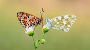 Two Butterfly Romance wallpaper thumb