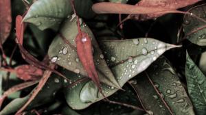 Leaves Water Drops Macro HD wallpaper thumb