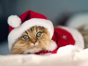 The kitty also love Christmas wallpaper thumb