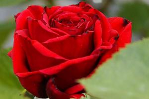 Red Rose Flower For Purpose Love HD wallpaper thumb